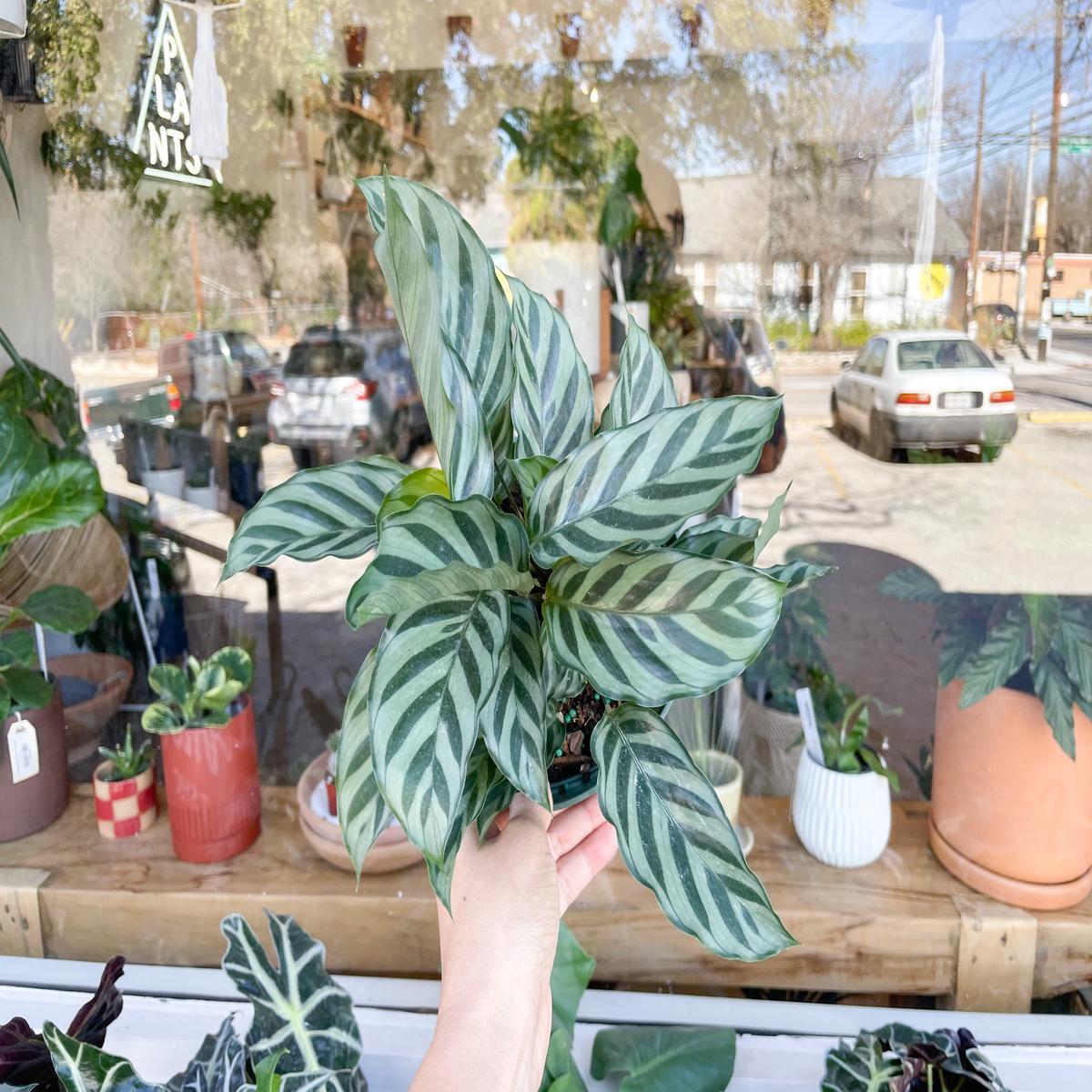 Calathea Compact Star