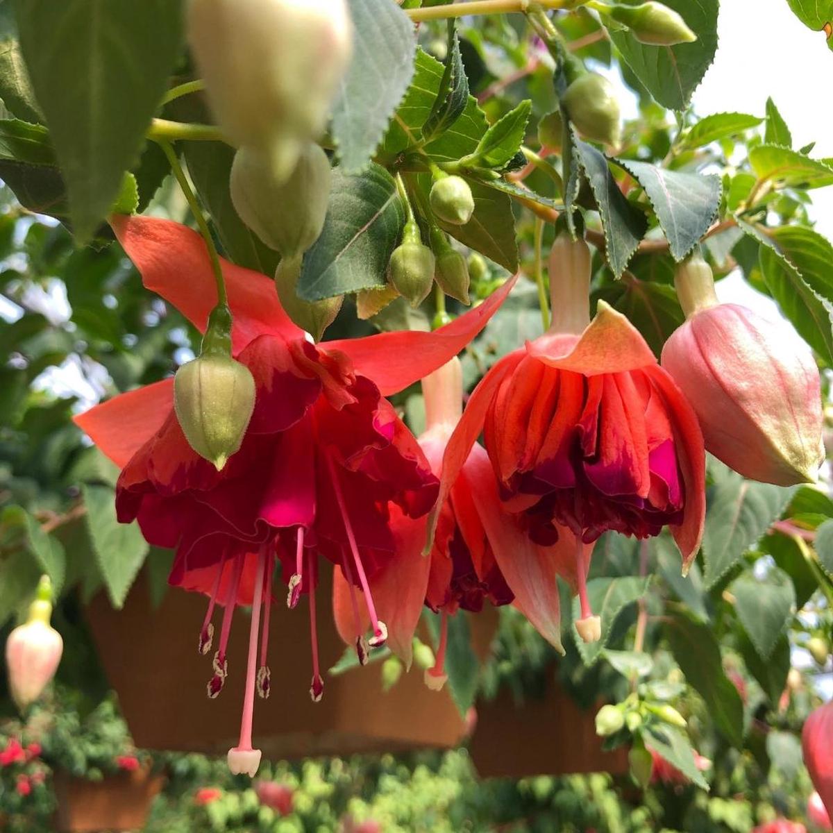 Fuchsia | Bicentennial 4"