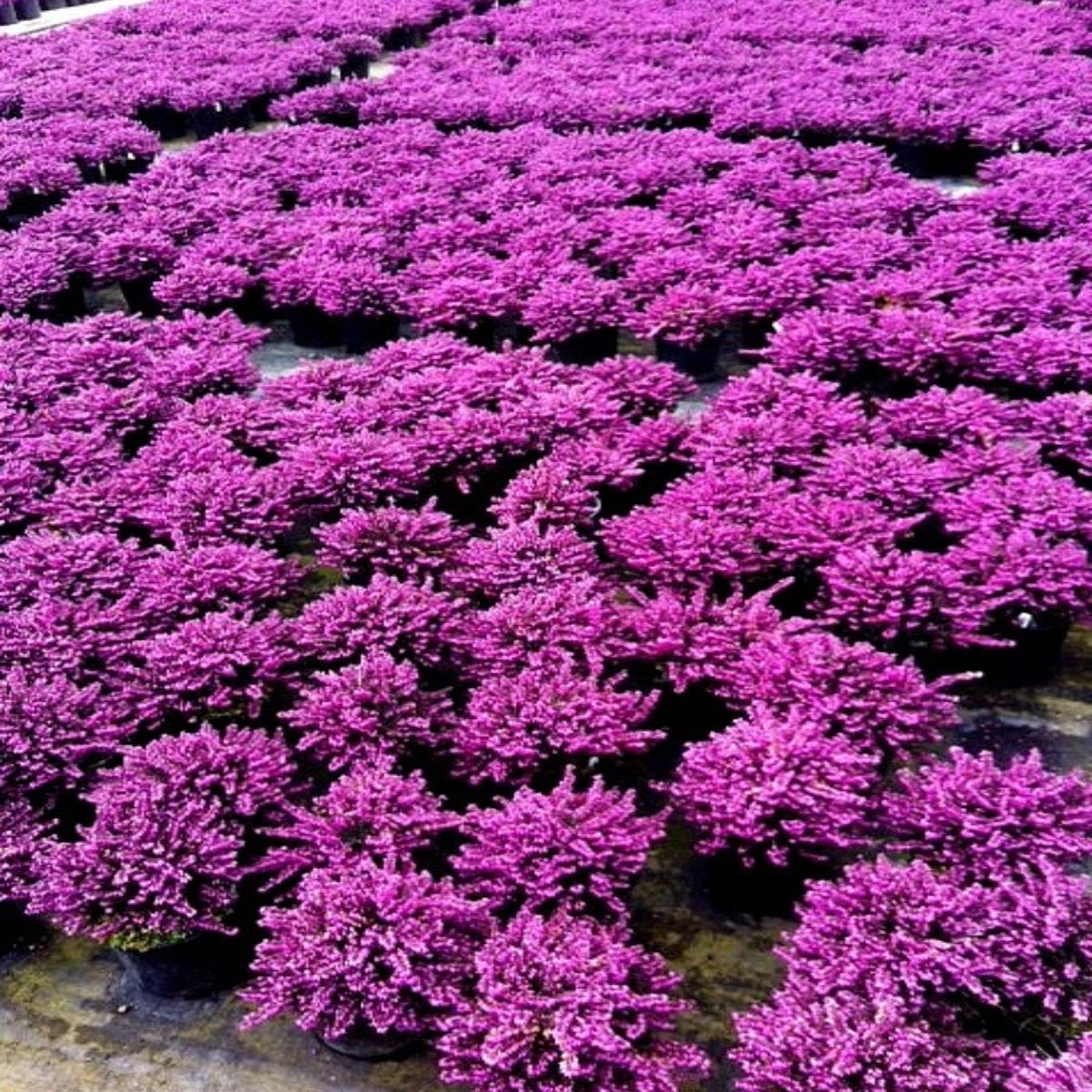 Heather Erica 'Kramers Red (Rote)' 4''