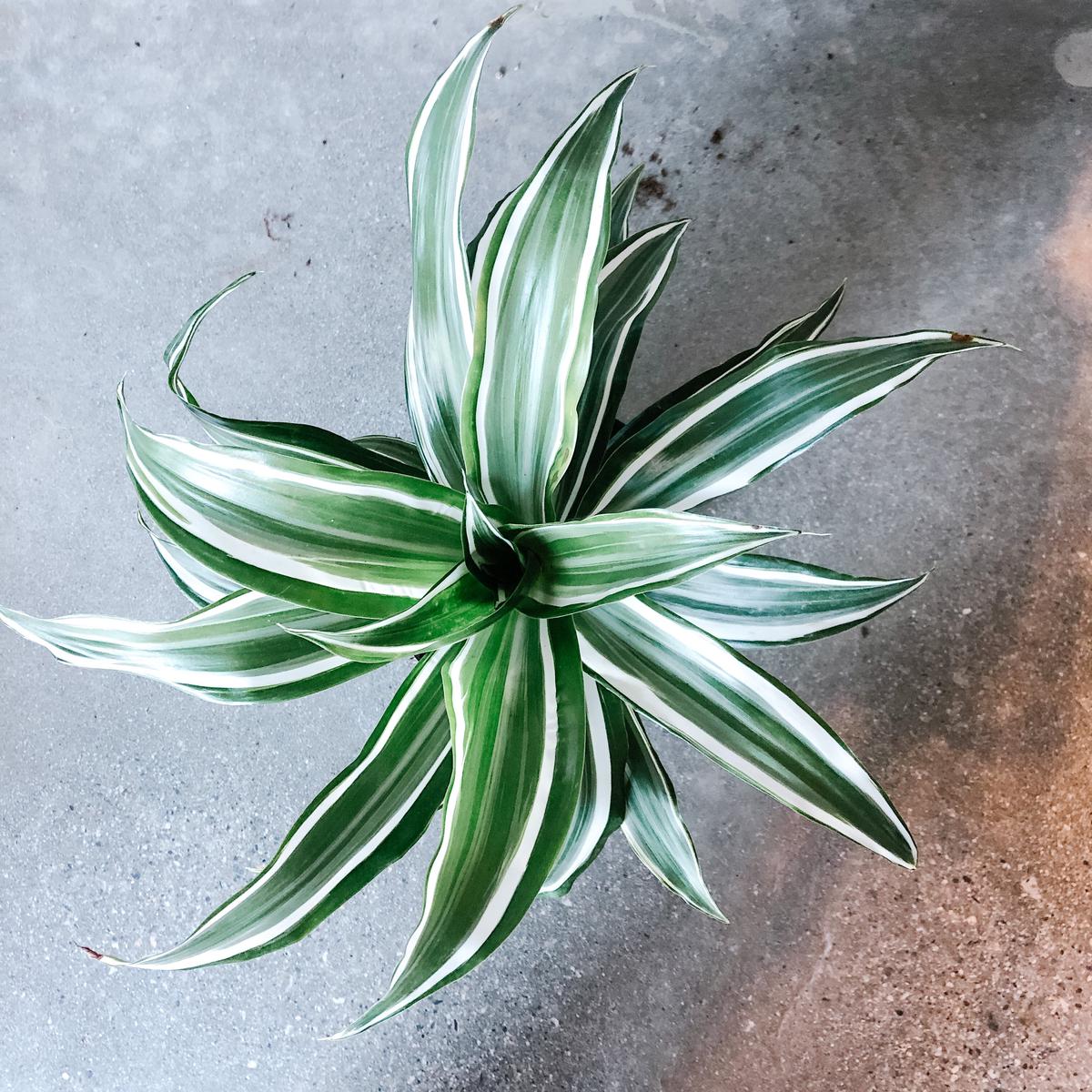 Jade Jewel Dracaena
