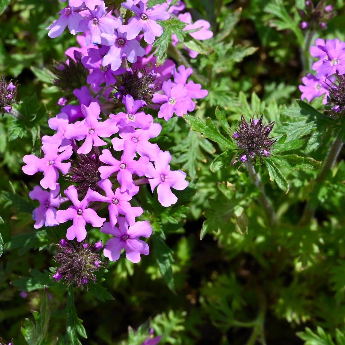 Rose Verbena (Glandularia canadensis) 2x2x3" Pot