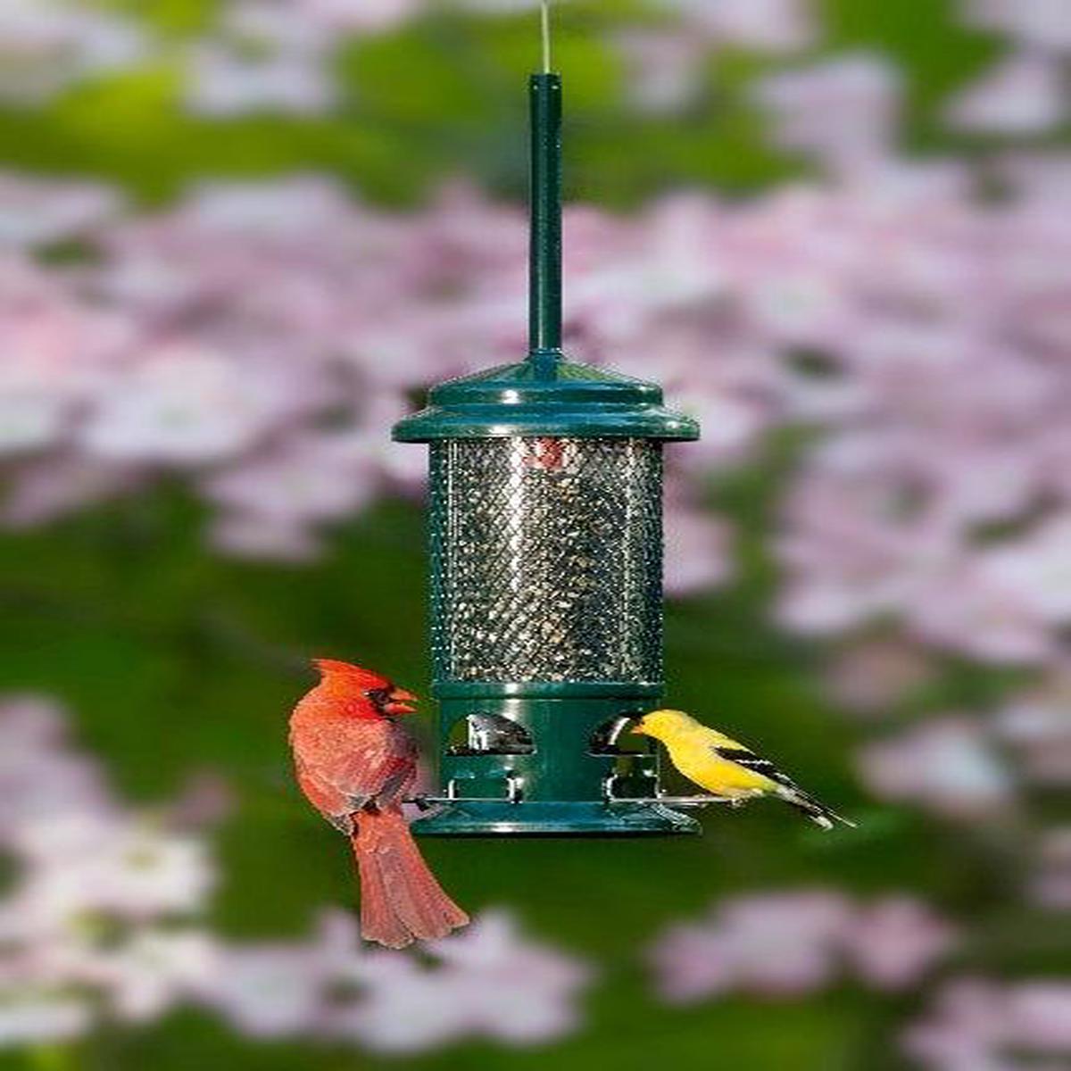 Squirrel Buster Standard Feeder 1.3lb