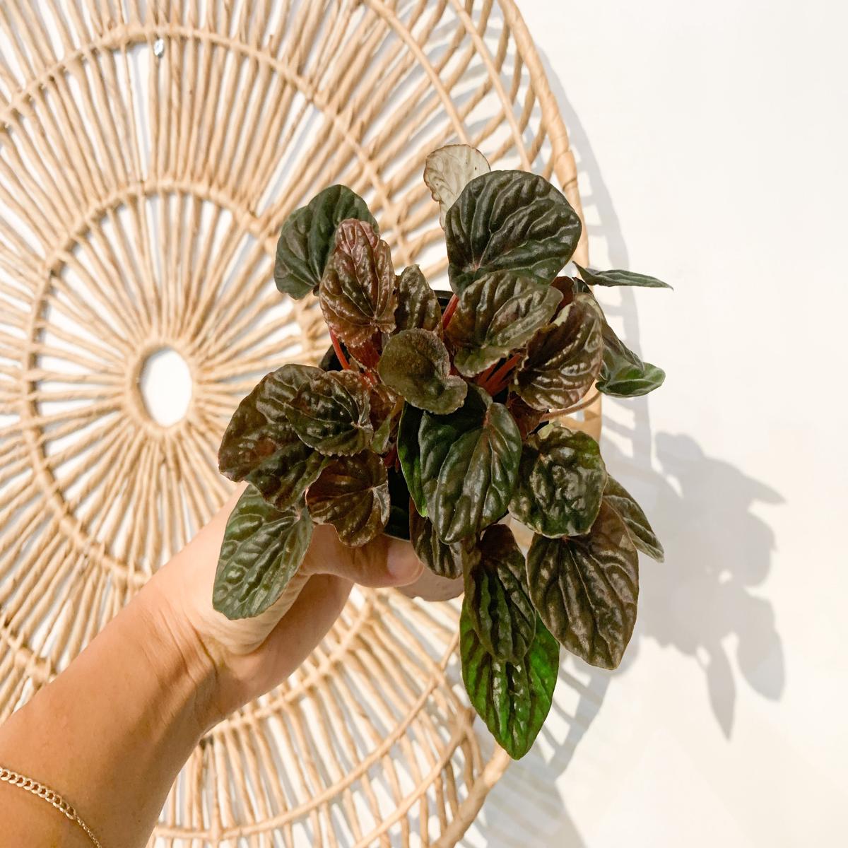 4" Peperomia 'Emerald Ripple'
