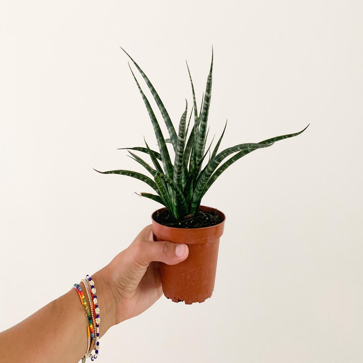 4" Sanseveria 'Fernwood'