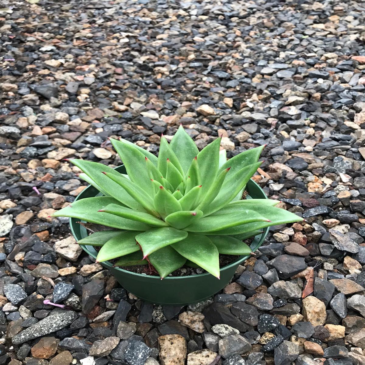 6" Echeveria Lipstick