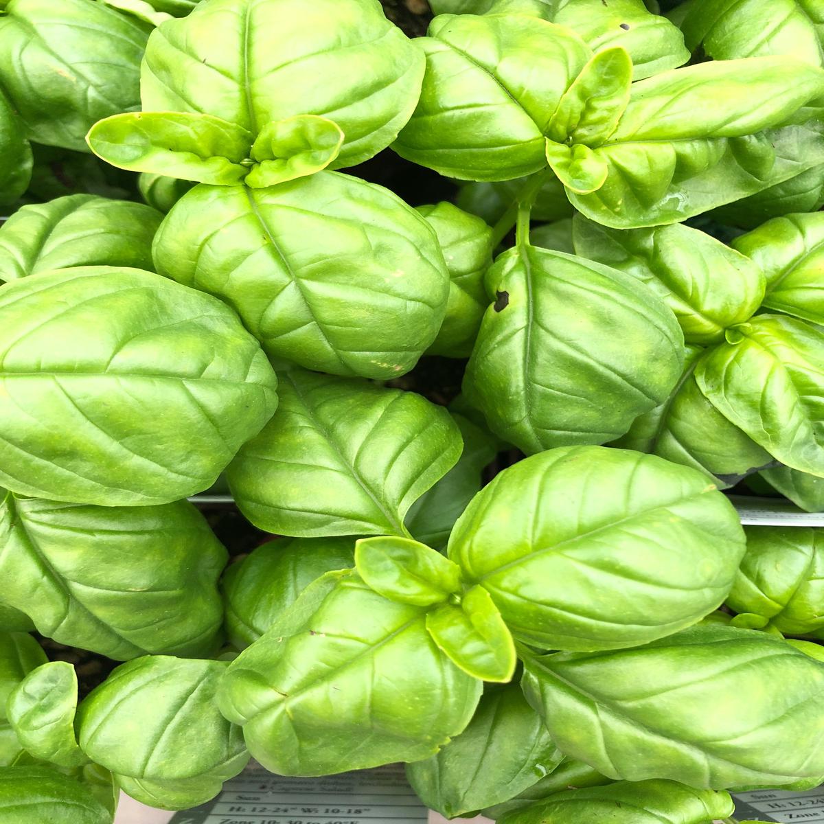 Basil Genovese 4"