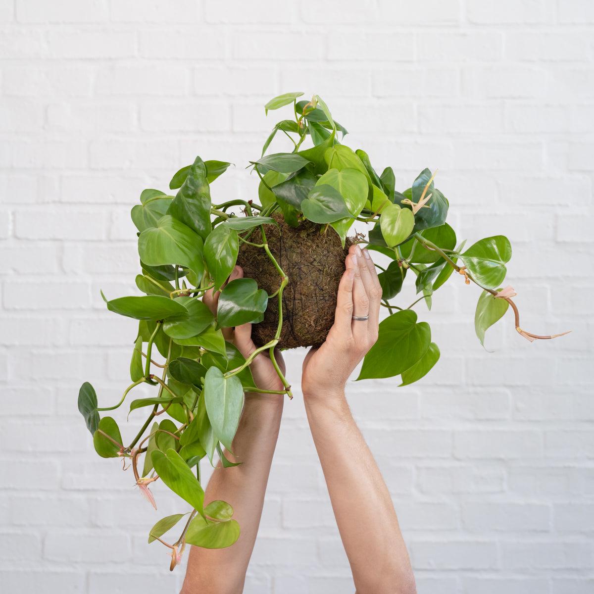 Heart Leaf Philodendron Mossball