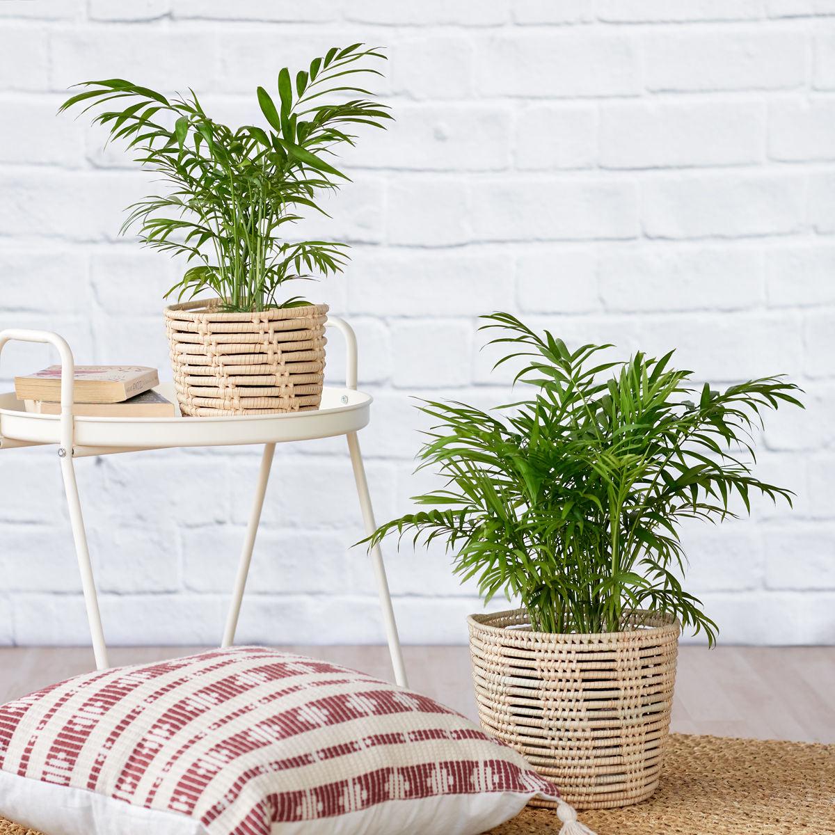 Love Palm