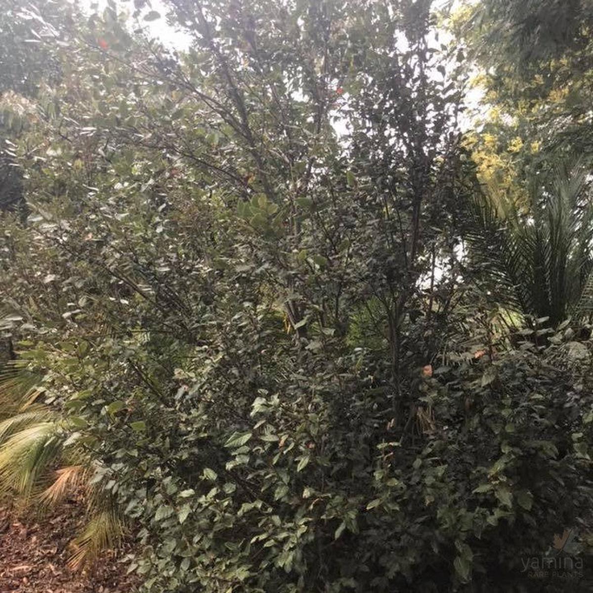 Nothofagus moorei