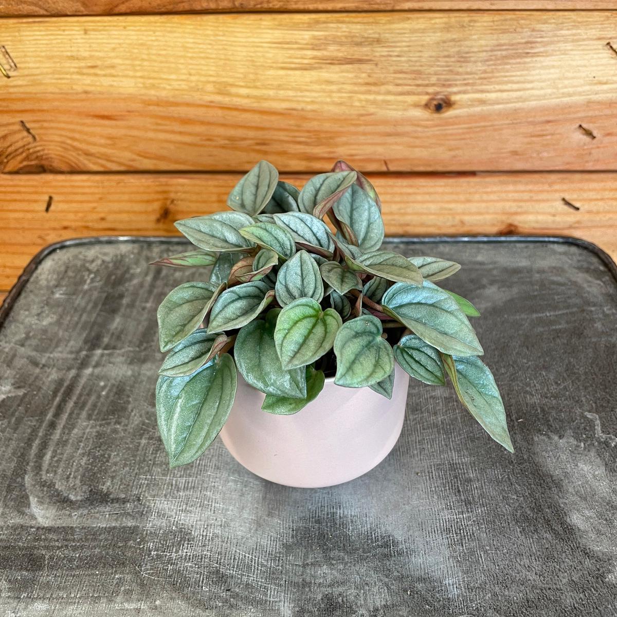 Peperomia Napoli Night, 2" Plant