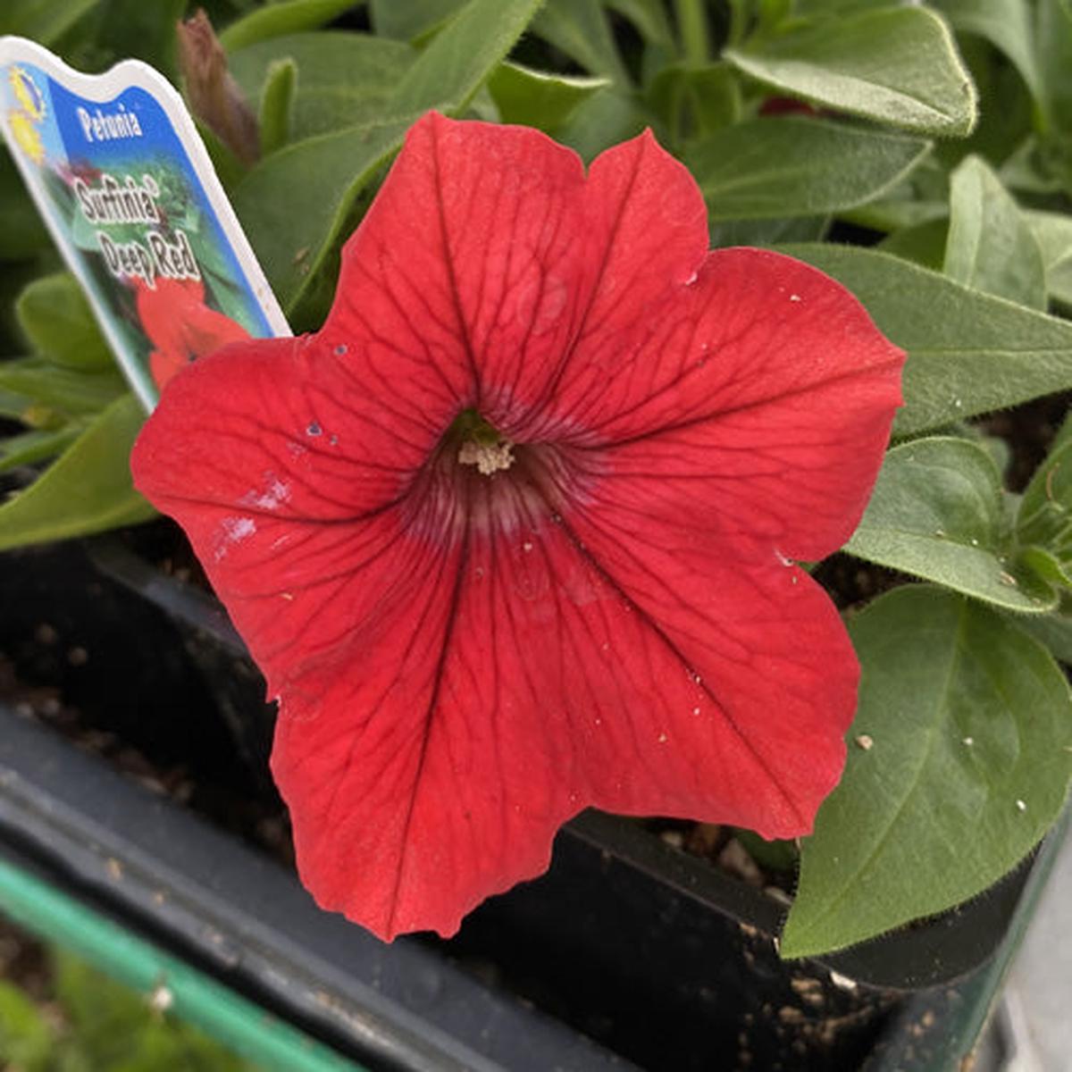 Petunia Surfinia Deep Red 4"