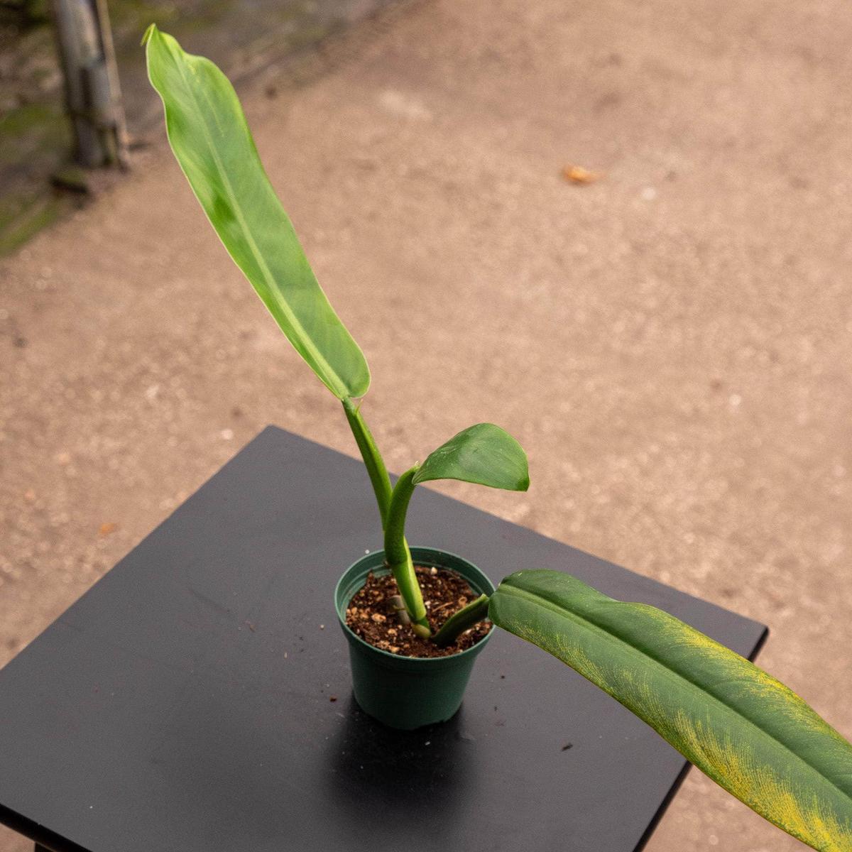 Philodendron "NOID"