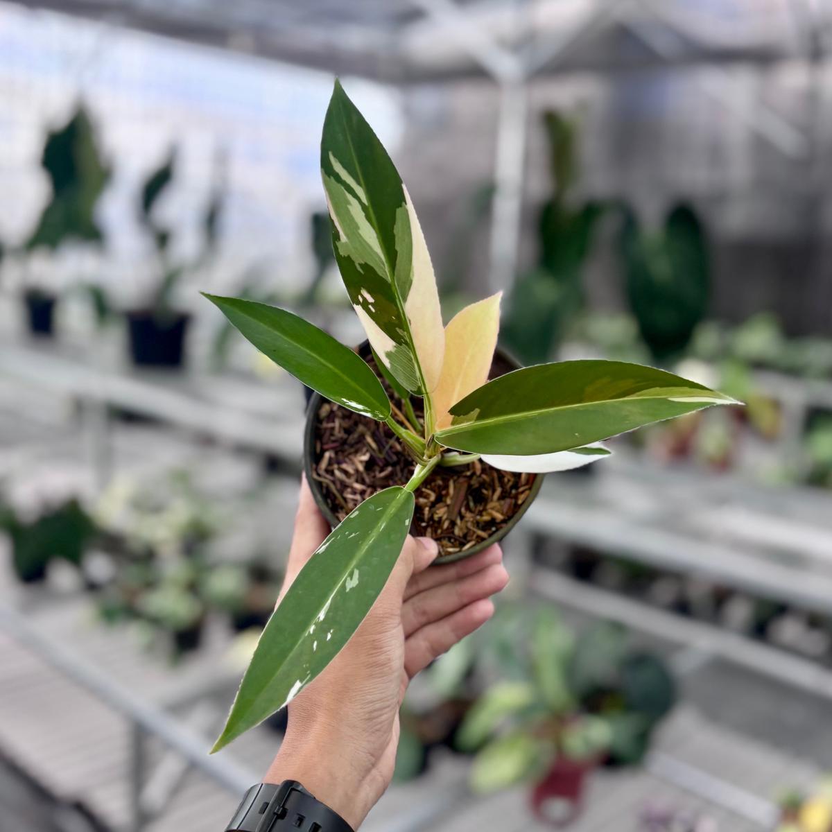 Philodendron wend imbe variegated