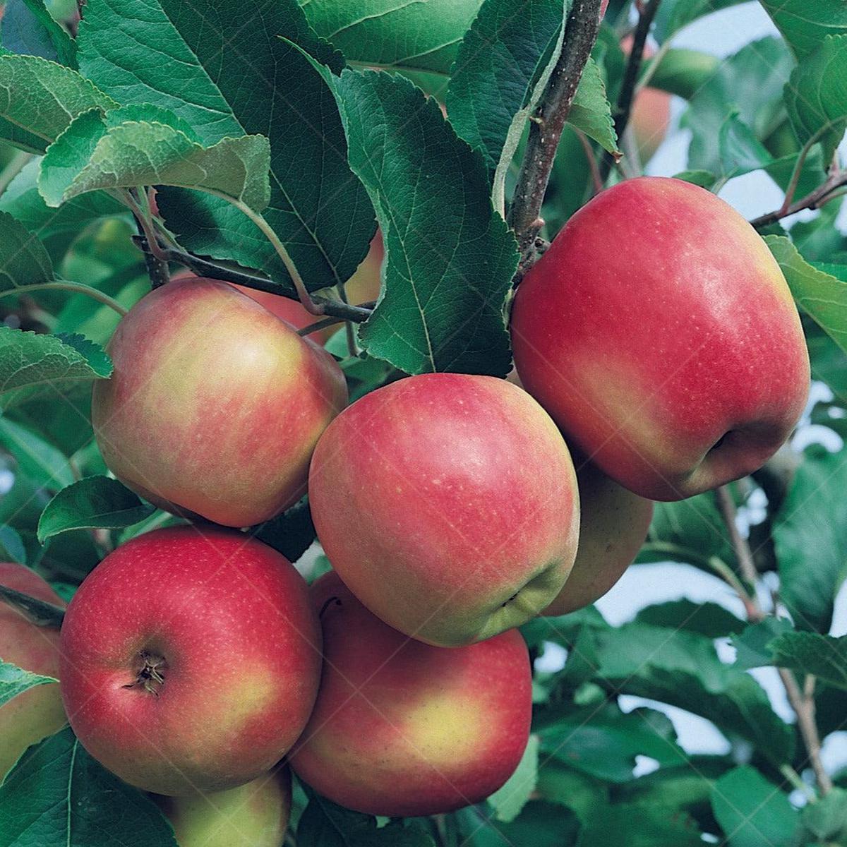 Pink Lady Apple Semi-Dwarf Tree