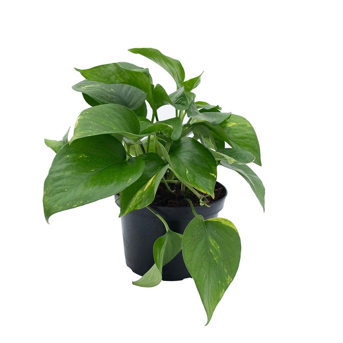 Pothos - Golden 6"