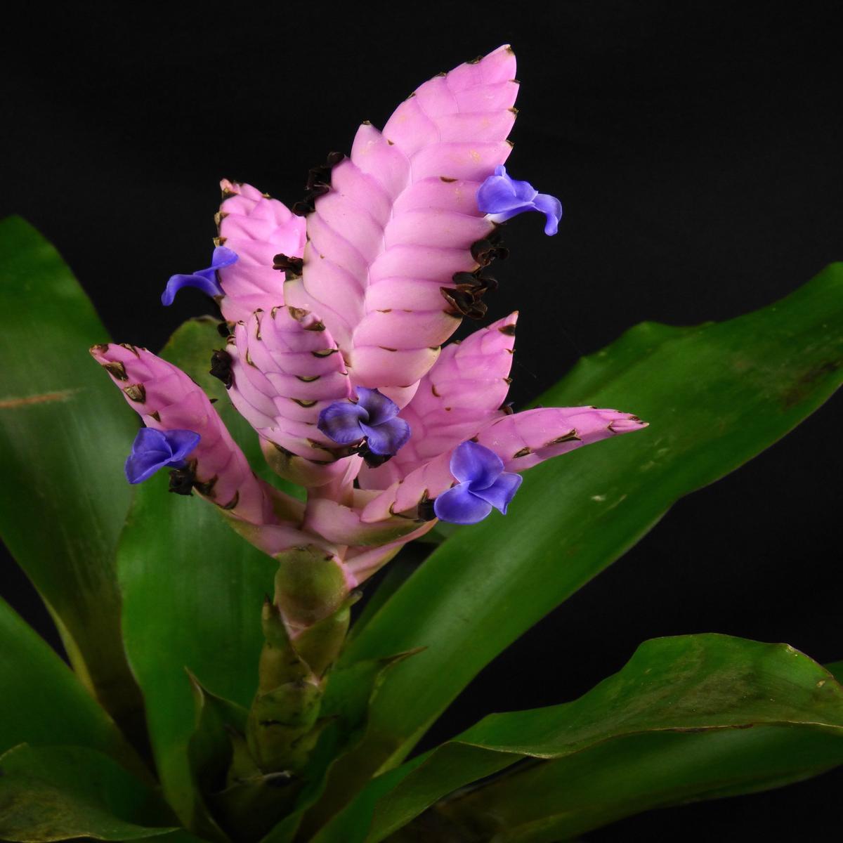 Tillandsia Andreus