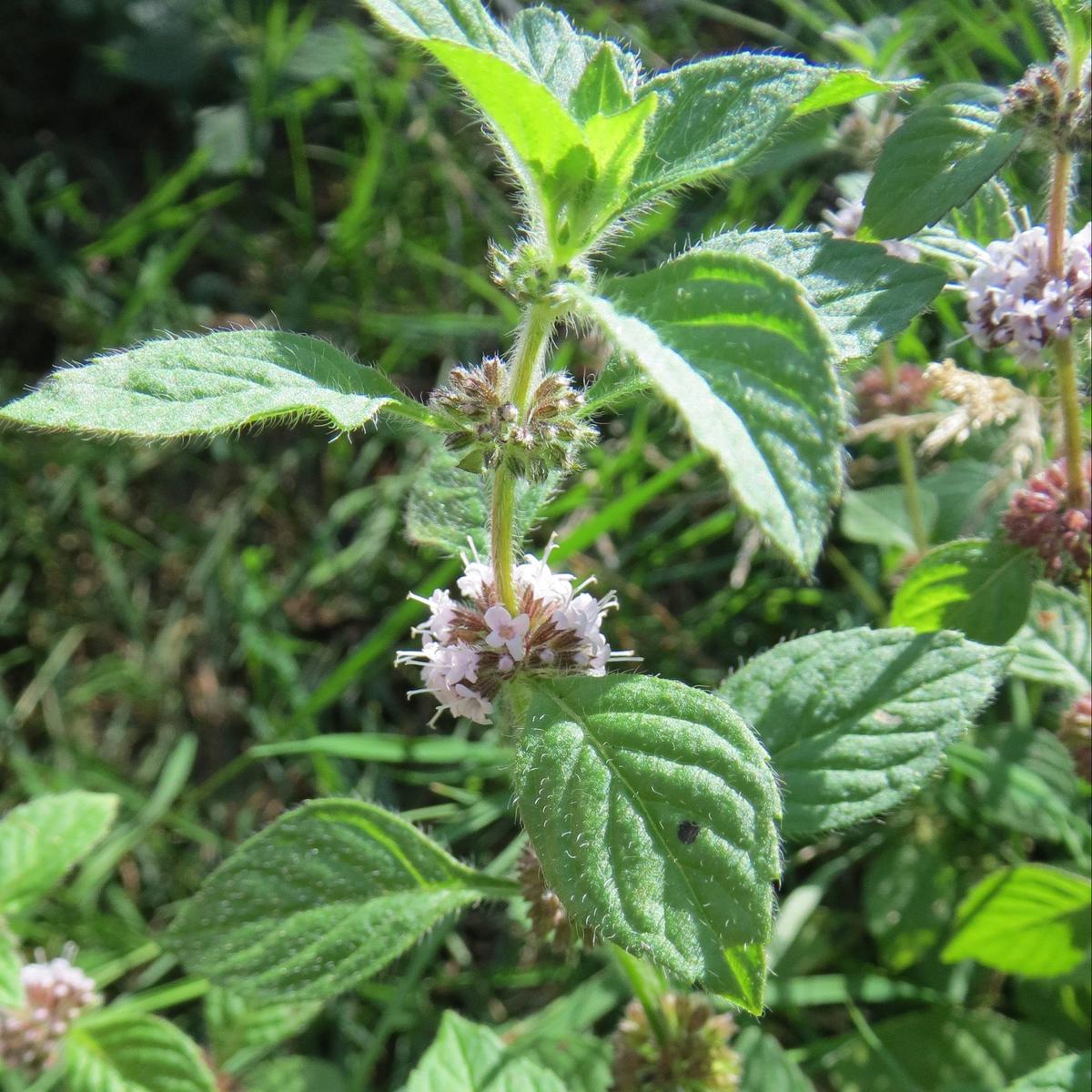Wild Mint (Mentha arvensis)