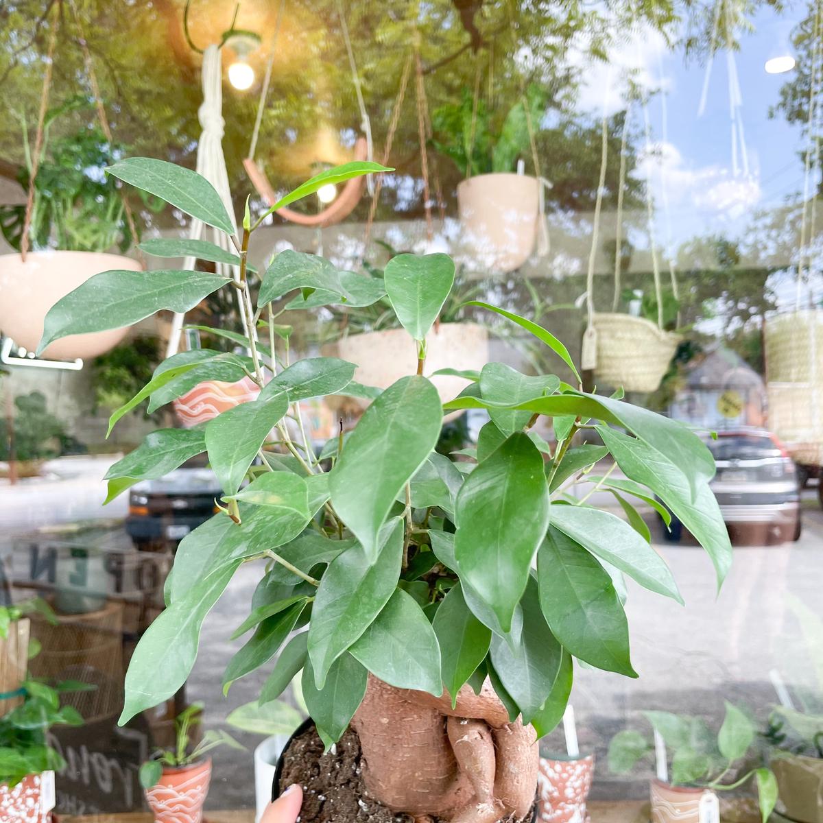 4 Ficus Ginseng