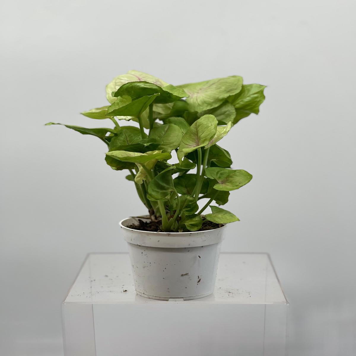 4" Syngonium Roxanna