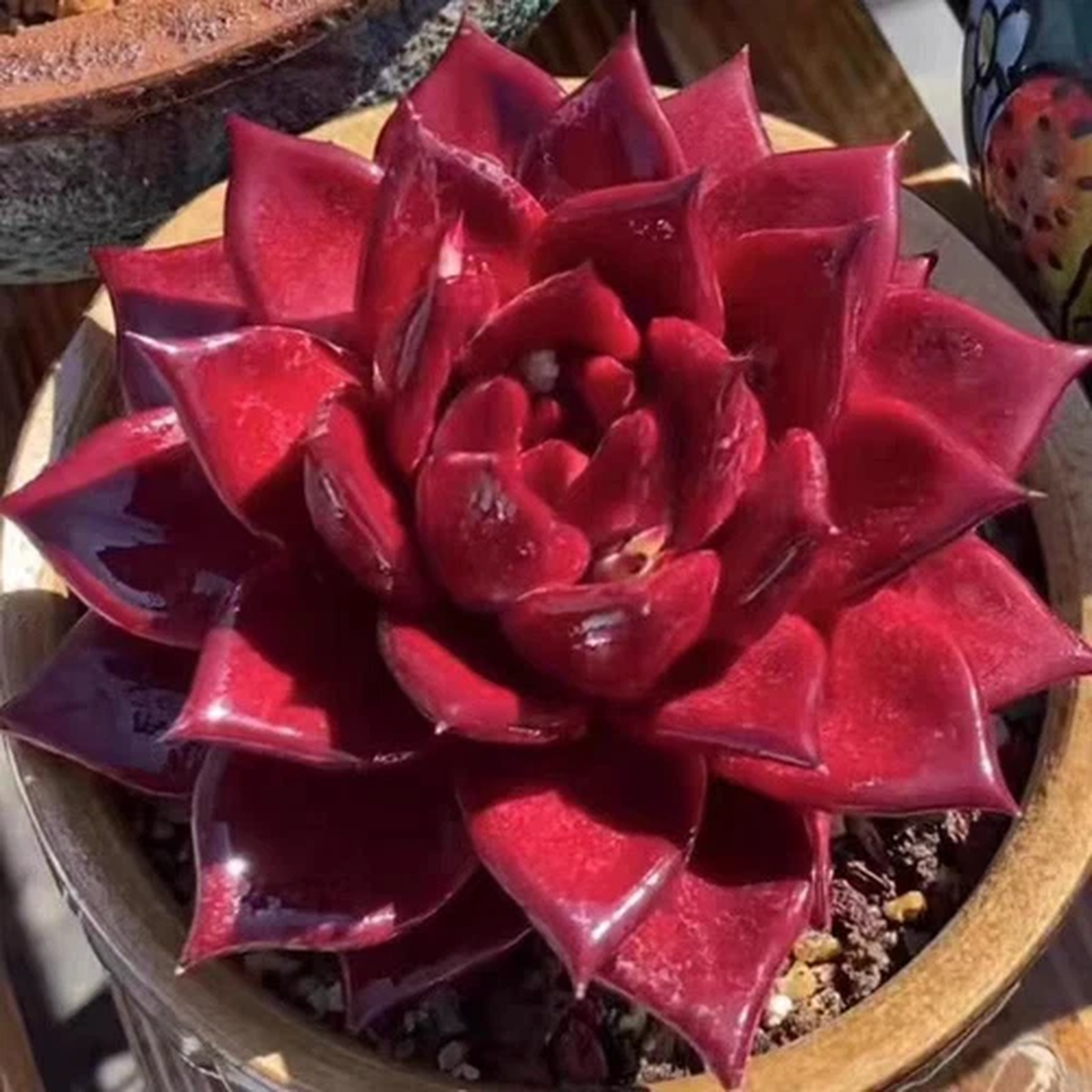 $80 free Po Echeveria Romeo Rubin full blood red form, about 3cm Succulent plant