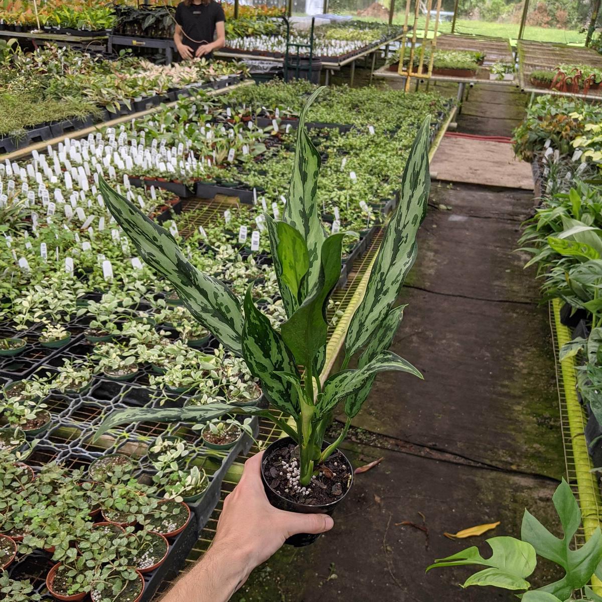 Aglaonema 'Juliette'