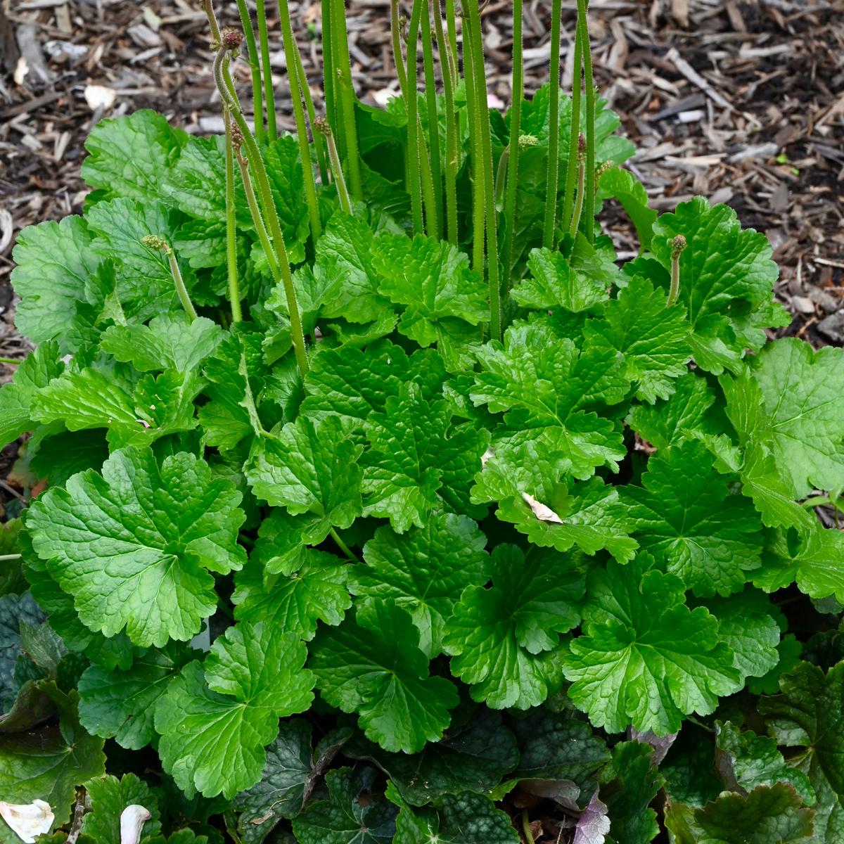 Alum Root (Heuchera americana)