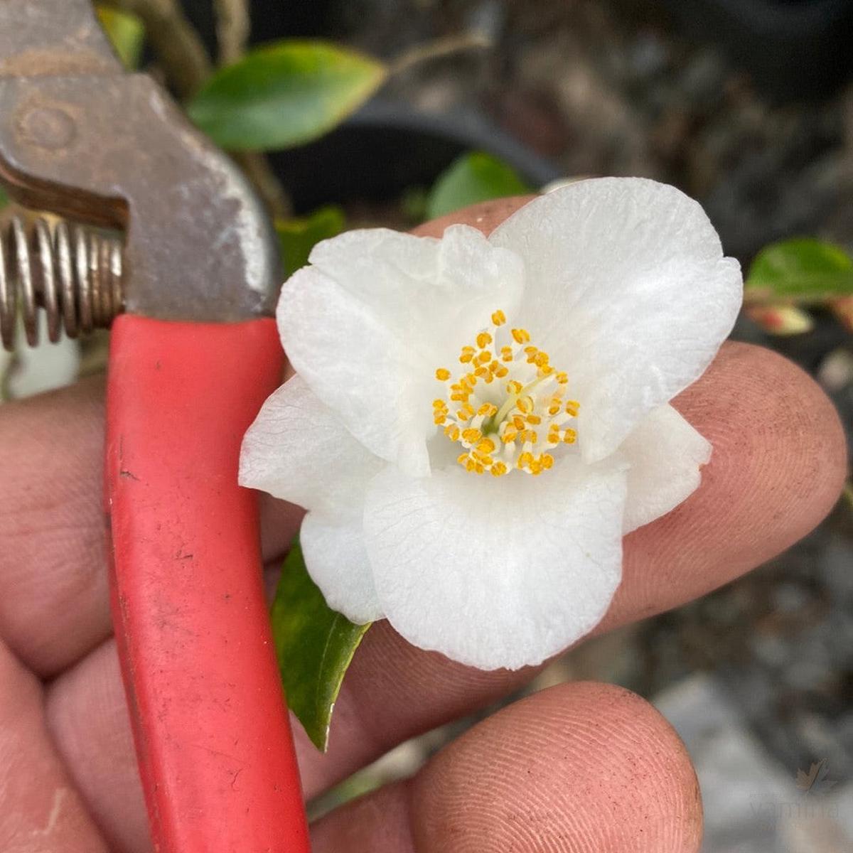 Camellia Transnokoensis