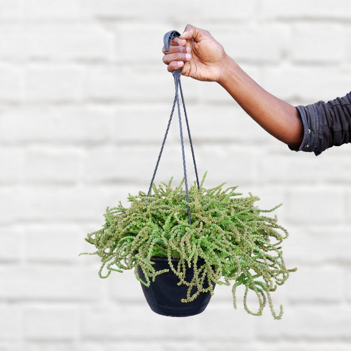 Crassula - Watch Chain