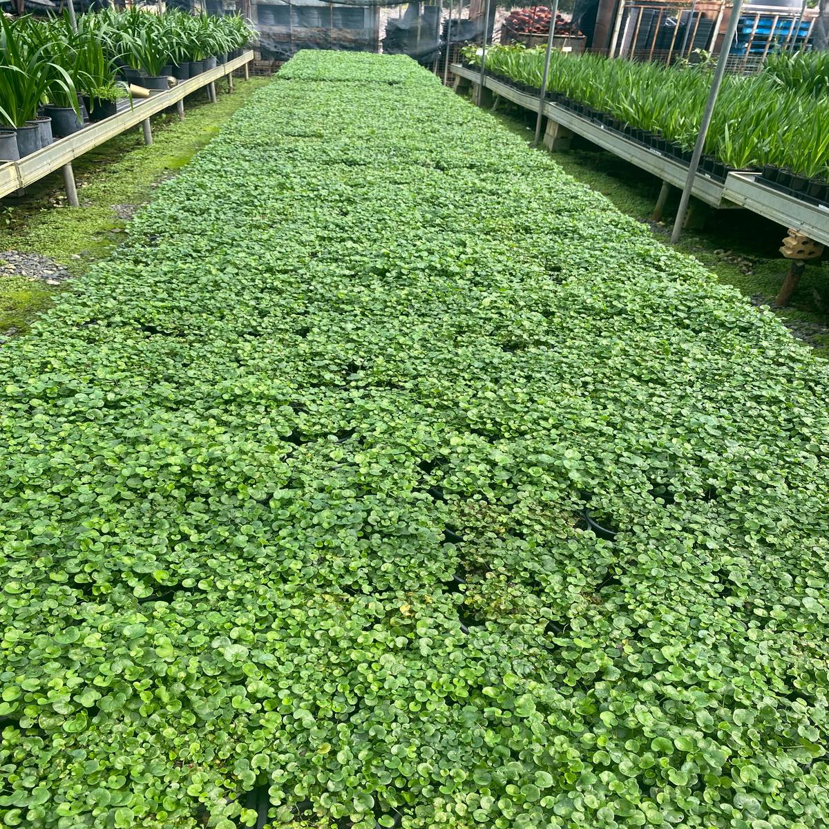 Dichondra repens (Kidney Weed)