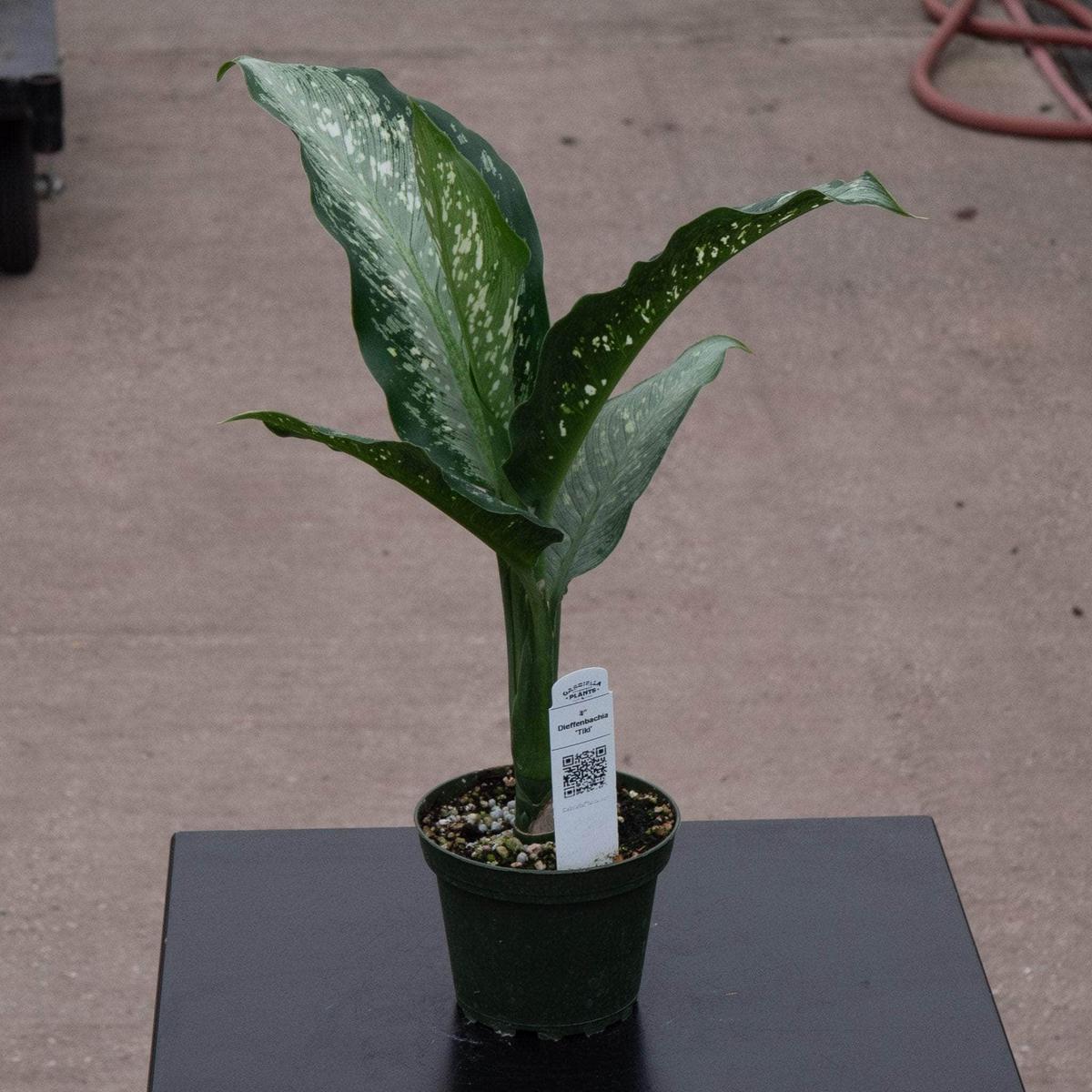 Dieffenbachia 'Tiki'