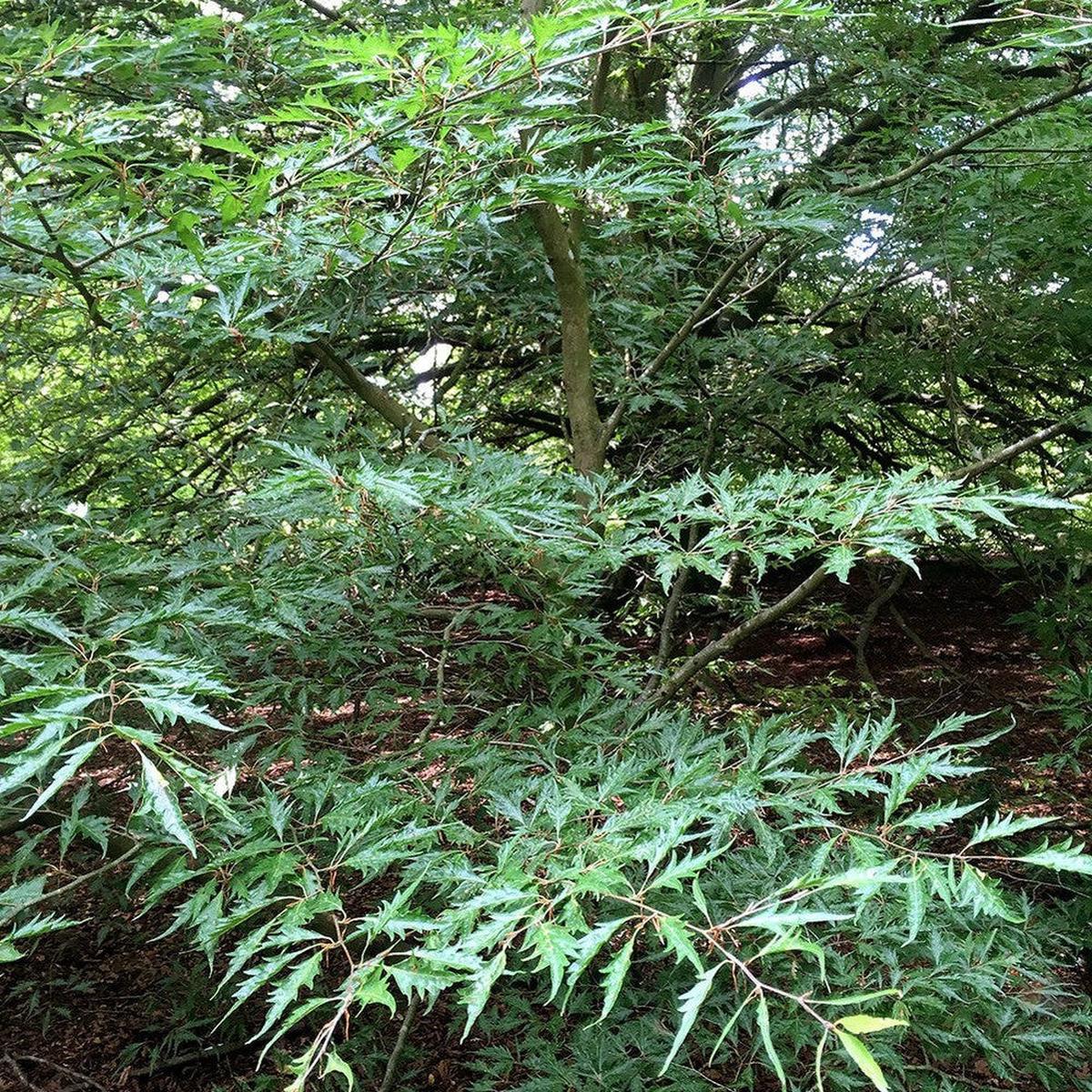 Fagus sylvatica heterophylla asplenifolia
