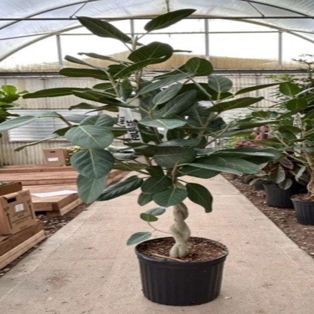 Ficus Audrey Twist