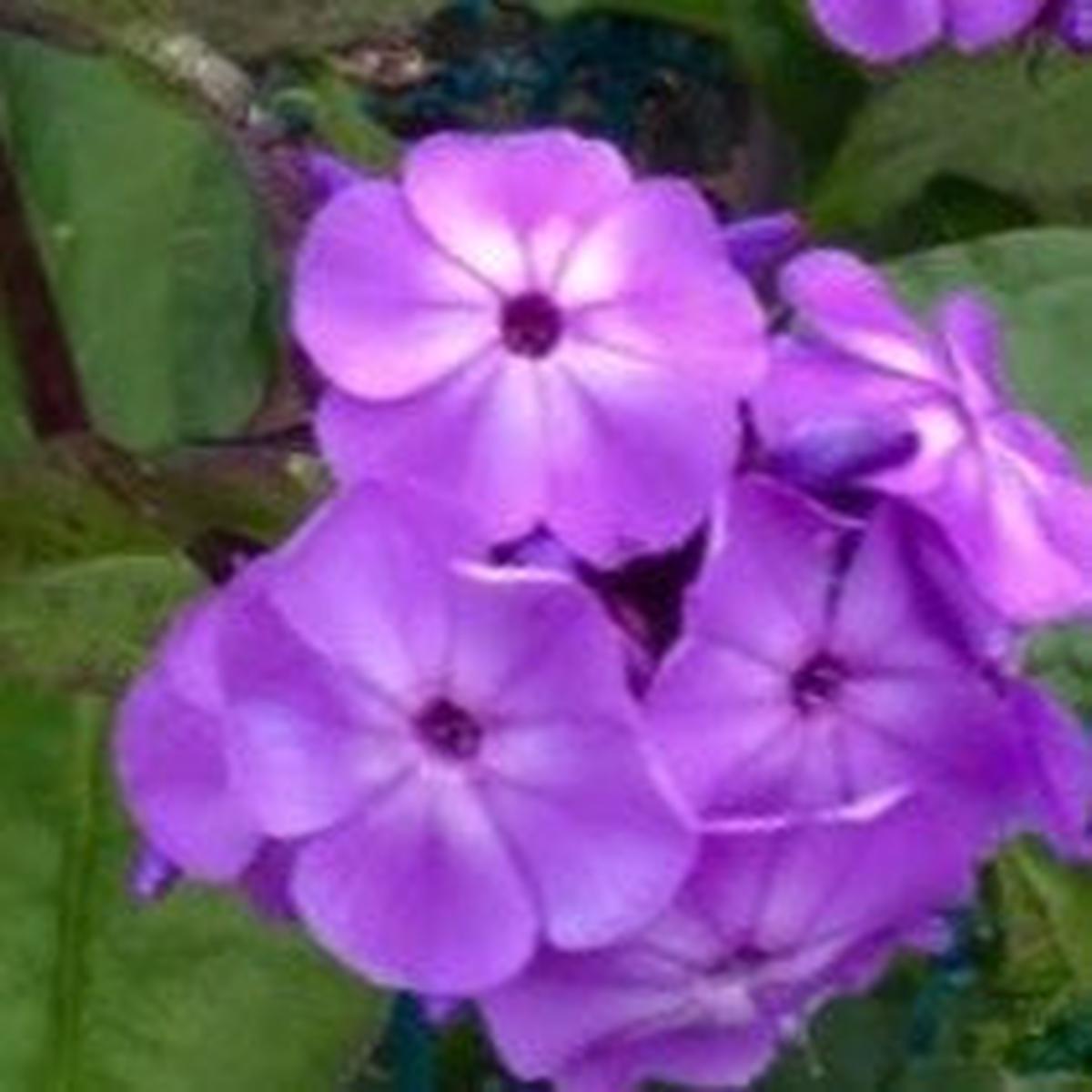 Flame Pro Lilac Garden Phlox (Phlox paniculata 'Flame Lilac') - 1 gallon