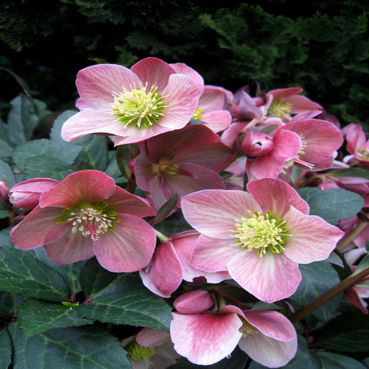 Gold Collection Merlin Lenten Rose (Helleborus merlin) - 1 gallon
