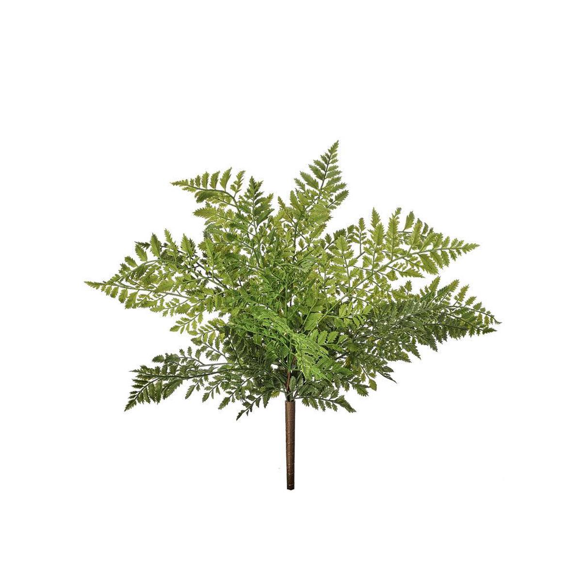 Lady Fern Bush Everlasting 19"