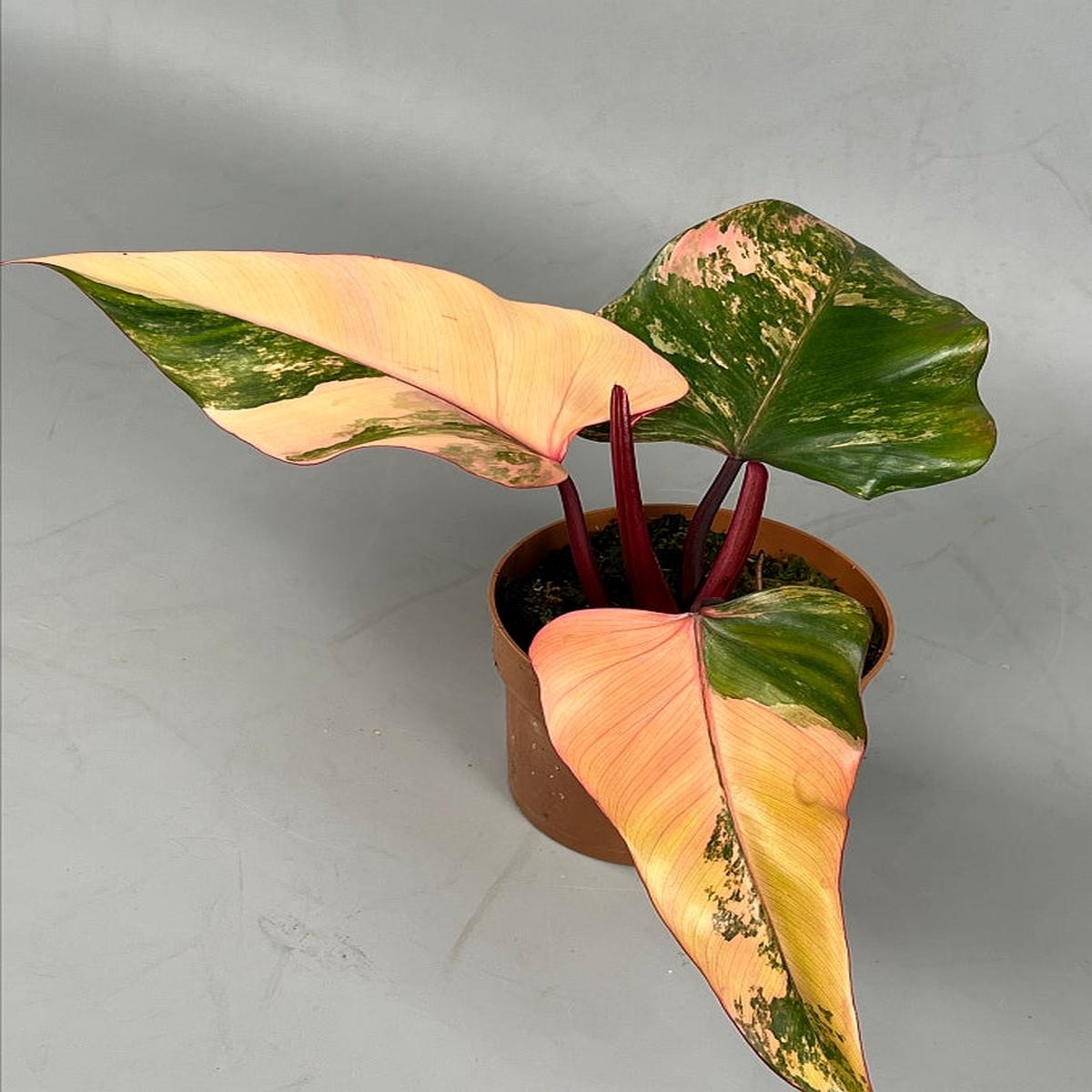 Philodendron strawberry shake (Selection 2)