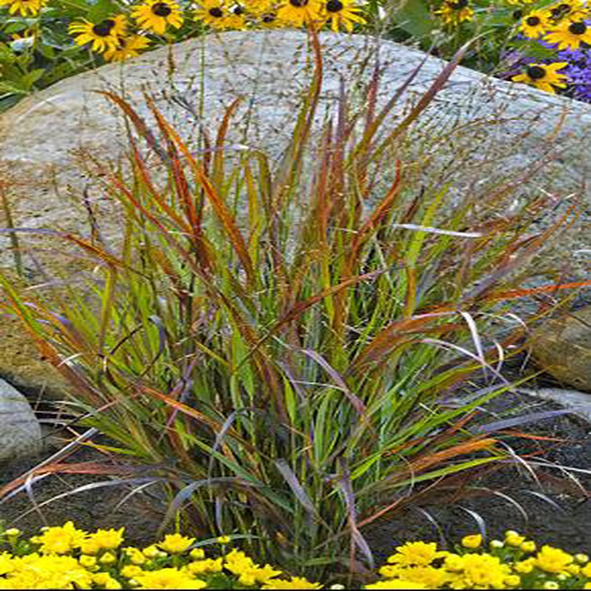 Prairie Winds 'Cheyenne Sky' Red Switch Grass (Panicum virgatum 'Cheyenne Sky') - 3 gallon