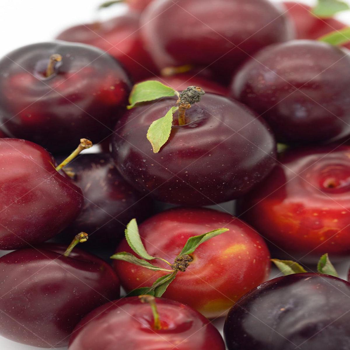Satsuma Plum Japanese Dwarf Tree