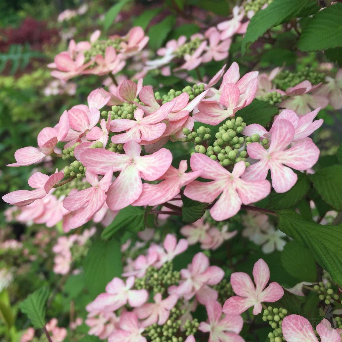 Viburnum plicatum Pink Beauty