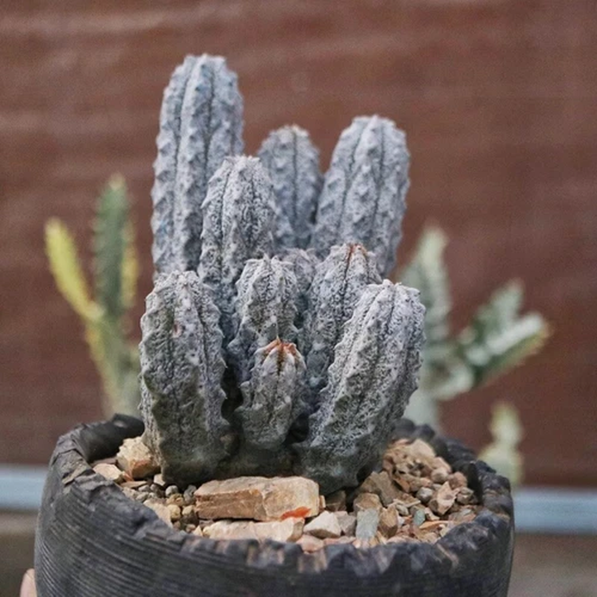 15-20cm Succulent Cactus Plant Euphorbia Abdelkuri Balfour Fil Grey5-HeadPlant