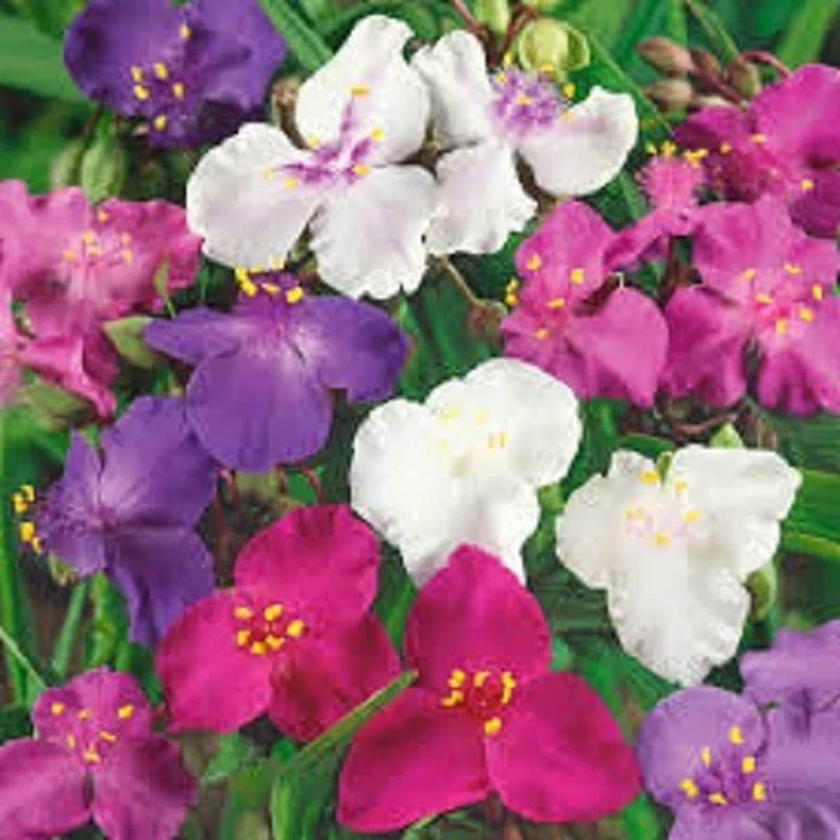 20+ TRADESCANTIA SPIDERWORT FLOWER SEEDS MIX / PERENNIAL