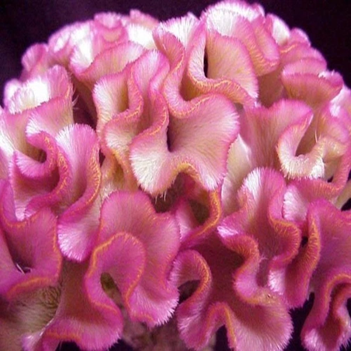 30+ ROSE COLORED COCKSCOMB / CELOSIA FLOWER SEEDS