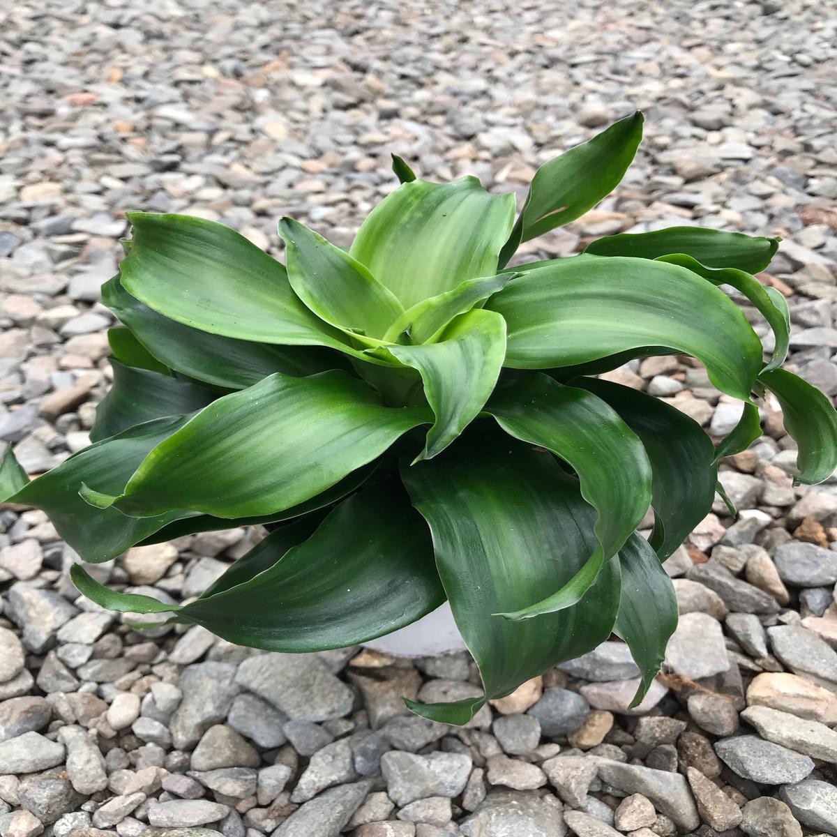 4" Dracaena Twist