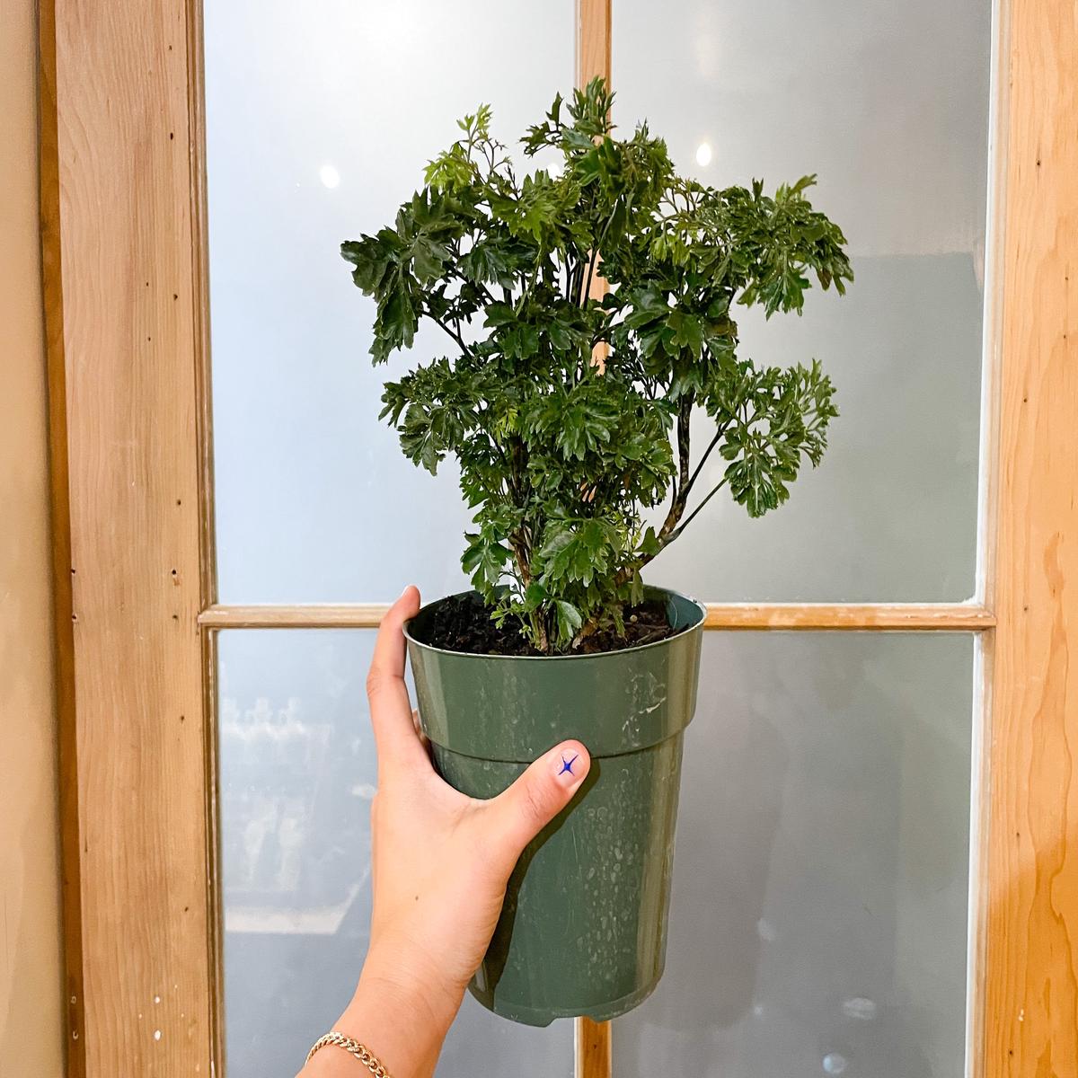 6" Parsley Aralia