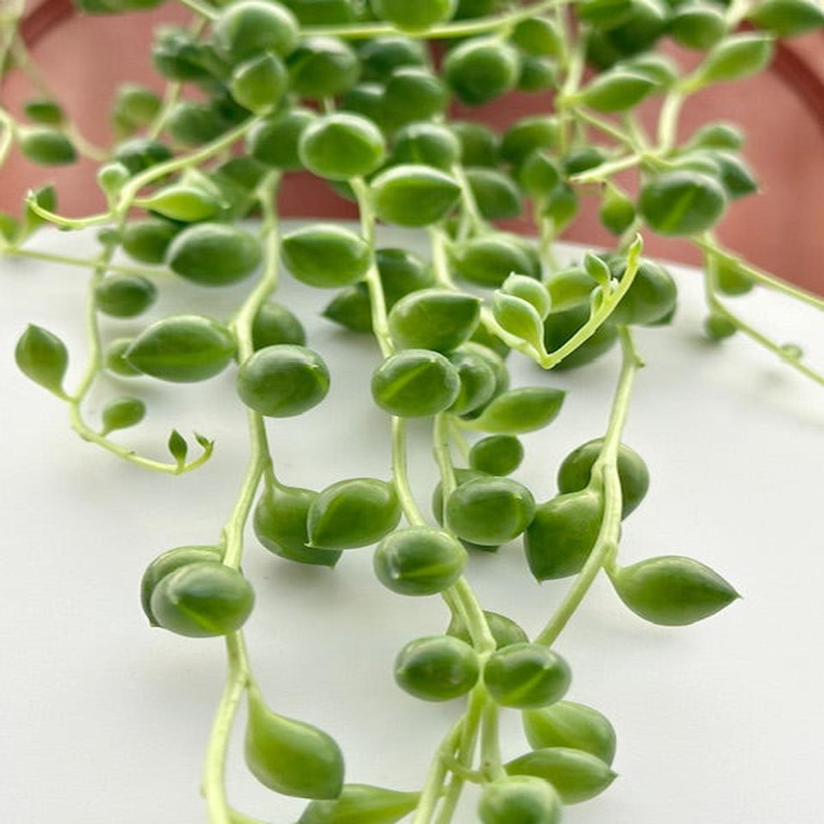 6" Senecio String of Pearls