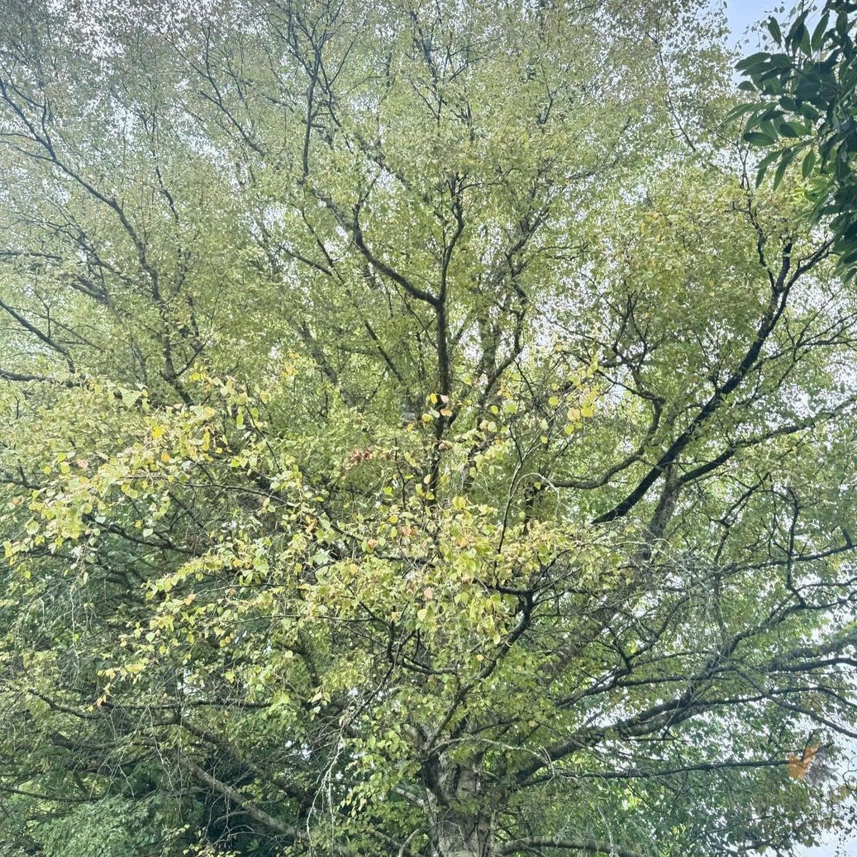 Betula pendula Wades Golden