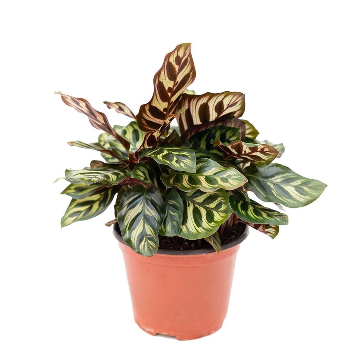Calathea/Peacock Plant 6"