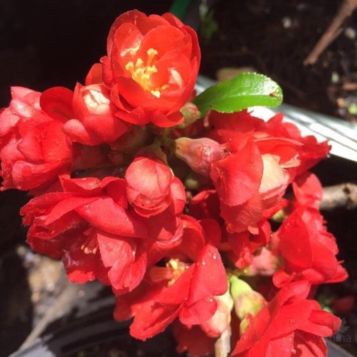 Chaenomeles japonica Double Red
