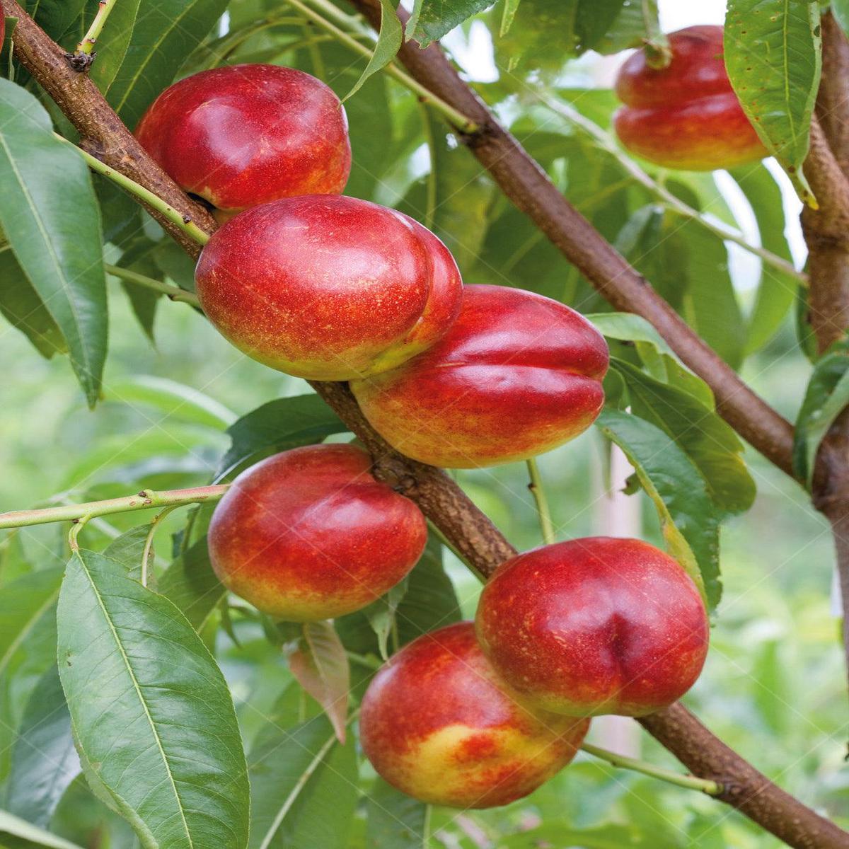 Harko Nectarine Semi-Dwarf Tree