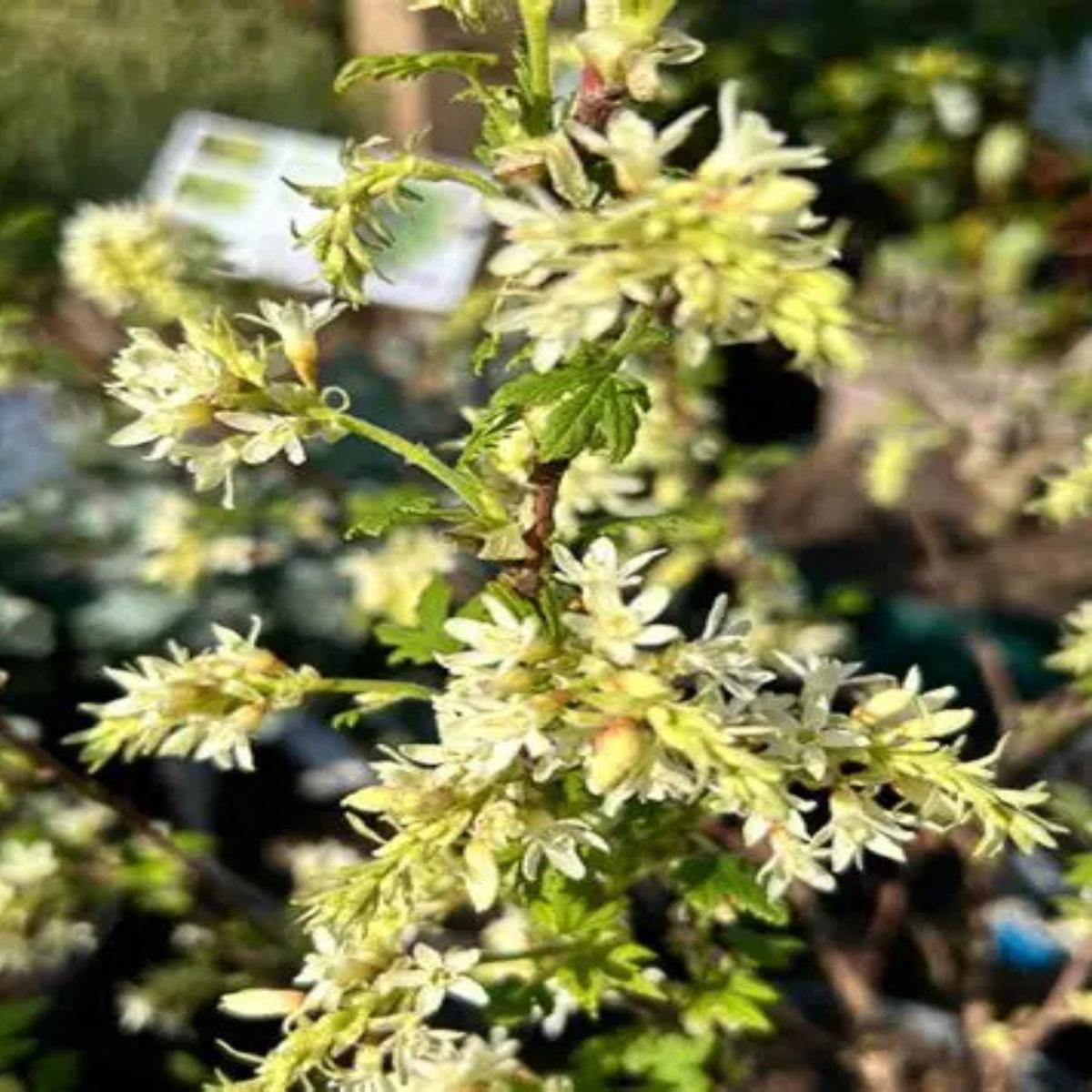 Ribes sanguineum 'Oregon Snowflake' 2G